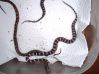 hatchling_corns_012.jpg