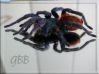 GBB.jpg