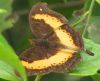 African_Leaf_Butterfly_-_Junonia_tugela_tugela1.jpg