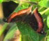 African_Leaf_Butterfly_-_Junonia_tugela_tugela1_(6).jpg