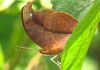 African_Leaf_Butterfly_-_Junonia_tugela_tugela_(2).jpg