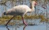 African_Spoonbill.JPG