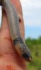 Aparralactus_lunulatus_-_Plumbeous_centipede_eater_(3).jpg