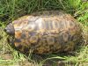 Bell_s_hinged_tortoise_-_Kinixys_belliana_(5).jpg