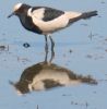 Blacksmith_Lapwing.JPG