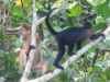 Cercocebus_albigenia_-_grey-cheeked_mangabey.jpg