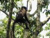 Cercocebus_albigenia_-_grey-cheeked_mangabey_(1).jpg