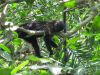Cercocebus_albigenia_-_grey-cheeked_mangabey_(2).jpg