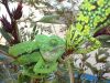 Chameleon1.JPG
