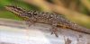 Chevron-Throated_Dwarf_Gecko_-_Lygodactylus_guttaralis.jpg