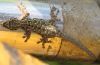 Chevron-Throated_Dwarf_Gecko_-_Lygodactylus_guttaralis_(1).jpg