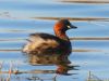 Dabchick.JPG