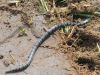 East_African_Garter_Snake_-_Elapsoidea_loveridgei_(11).jpg