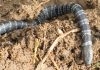East_African_Garter_Snake_-_Elapsoidea_loveridgei_(3).jpg
