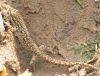 Lygodactylus_gutturalis_-_chevron_thorated_dwarf_gecko.jpg