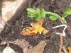 Macroglossum_trochilus_-_african_hummingbird_moth_(4).jpg