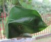 Oecophylla_longinoda__(2).JPG