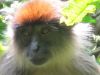 Procolobus_rufomitratus_-_Red_Colobus.jpg