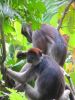 Procolobus_rufomitratus_-_Red_Colobus_(1).jpg