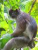 Procolobus_rufomitratus_-_Red_Colobus_(2).jpg