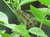 Ruwenzori_Side-striped_Chameleon_-_Chameleo_rudis.jpg