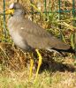Wattled_Lapwing_(2).JPG