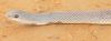 Western_Beaked_Snake_-_Rhamphiophis_oxyrhynchus_(1).jpg