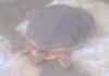 Zambezi_soft-shelled_terrapin_Cycloderma_frenatum_(1).JPG