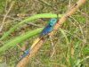 blue_headed_agama_-_acanthocercus_atricollis_(2).jpg