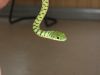 bushsnake1.JPG