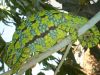 chameleon2.JPG