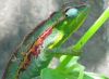 ericson_chameleon.JPG