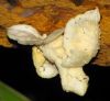 fungi_(2).JPG
