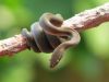 lamprophis_fuliginosis_(2).jpg