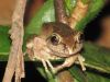 leptopelis_viridis_(2).JPG