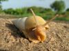 snail.JPG