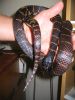 Picture_430_(450_x_600).jpg