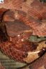 eyelash_001_(512_x_768).jpg