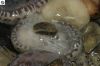 eyelash_004_(768_x_512).jpg