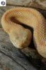 hog_vipers_028_(400_x_600).jpg
