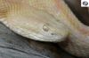 hog_vipers_032_(600_x_400).jpg