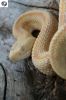 hog_vipers_040_(400_x_600).jpg