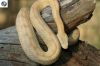 hog_vipers_044_(600_x_400).jpg