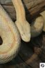 hog_vipers_045_(400_x_600).jpg