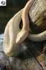 hog_vipers_051_(400_x_600).jpg