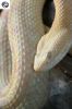 hog_vipers_055_(400_x_600).jpg
