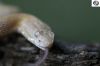 hog_vipers_105_(600_x_400).jpg