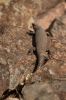 Giant_Plated_Lizard.JPG