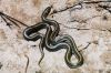 Filename=snake2.jpg
Filesize=179KB
Dimensions=1024x677
Date added=Oct 18, 2009 snake2.jpg