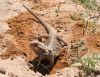 Filename=bearded_dragon_digging1.jpg
Filesize=35KB
Dimensions=400x310
Date added=Dec 28, 2008 bearded_dragon_digging1.jpg